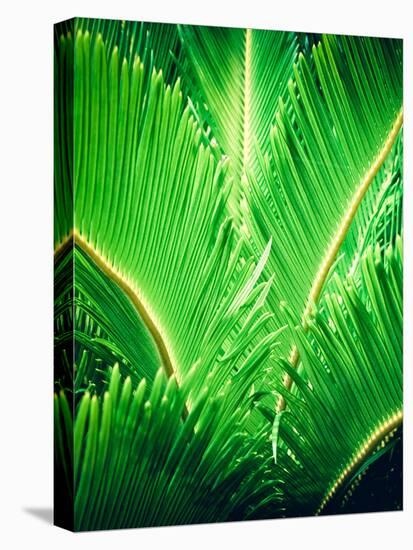 Tropic Tree-SOIL-Premier Image Canvas