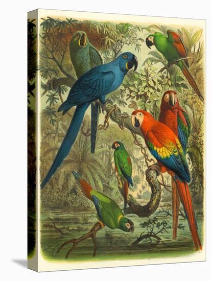 Tropical Birds III-Cassel-Stretched Canvas