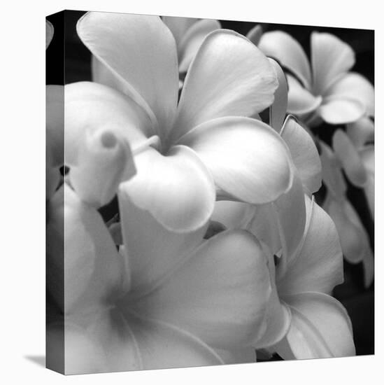 Tropical Bloom I-Tony Koukos-Stretched Canvas