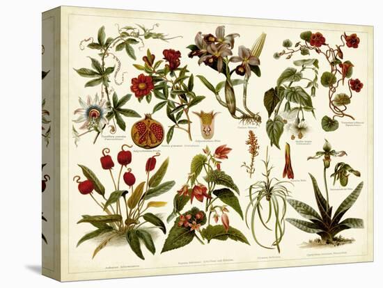 Tropical Botany Chart II-Meyers-Stretched Canvas