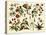 Tropical Botany Chart II-Meyers-Stretched Canvas