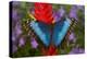 Tropical Butterfly the Blue Morpho, Morpho granadensis on ginger flower-Darrell Gulin-Premier Image Canvas