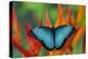 Tropical Butterfly the Blue Morpho on orange Heliconia Flowers-Darrell Gulin-Premier Image Canvas