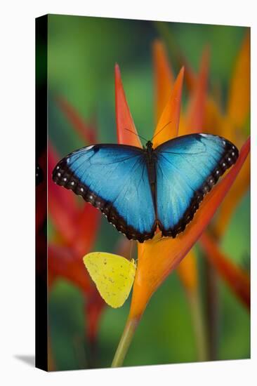 Tropical Butterfly the Blue Morpho on orange Heliconia Flowers-Darrell Gulin-Premier Image Canvas