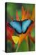 Tropical Butterfly the Blue Morpho on orange Heliconia Flowers-Darrell Gulin-Premier Image Canvas