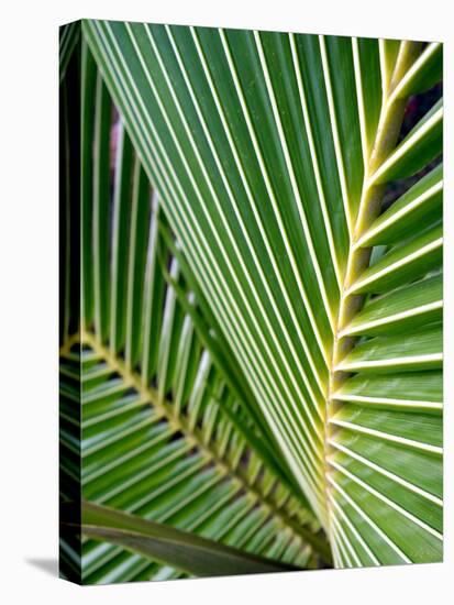 Tropical Close Up-SOIL-Premier Image Canvas