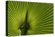 Tropical Fan Leaf, Underside-K. Schlierbach-Premier Image Canvas