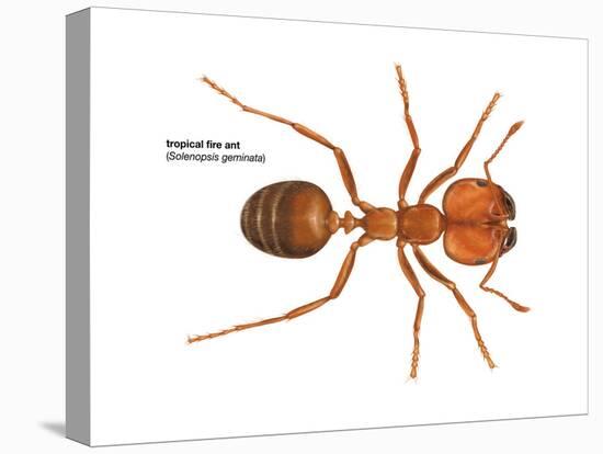 Tropical Fire Ant (Solenopsis Geminata), Insects-Encyclopaedia Britannica-Stretched Canvas