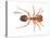 Tropical Fire Ant (Solenopsis Geminata), Insects-Encyclopaedia Britannica-Stretched Canvas