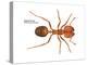 Tropical Fire Ant (Solenopsis Geminata), Insects-Encyclopaedia Britannica-Stretched Canvas