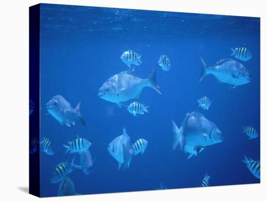 Tropical Fish, Caribbean-Lauree Feldman-Premier Image Canvas