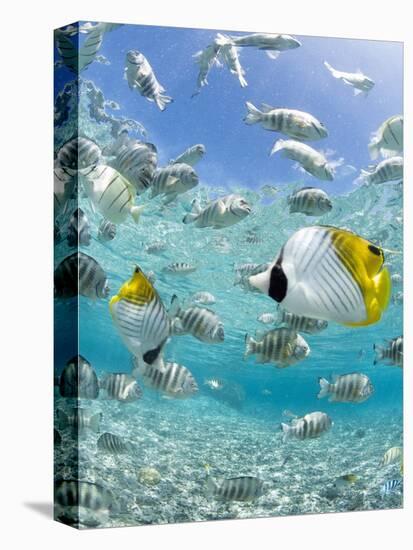 Tropical Fish in Bora-Bora Lagoon-Michele Westmorland-Premier Image Canvas