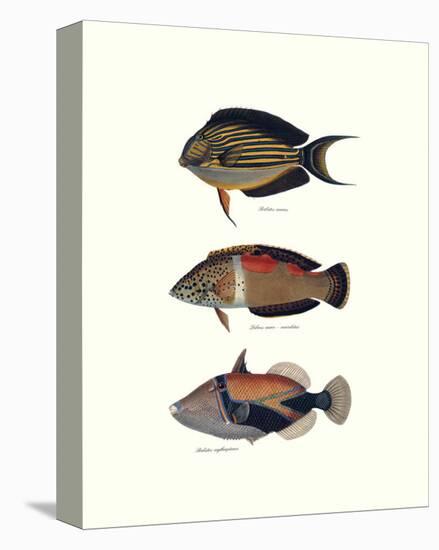 Tropical Fish IV-Georges Cuvier-Stretched Canvas
