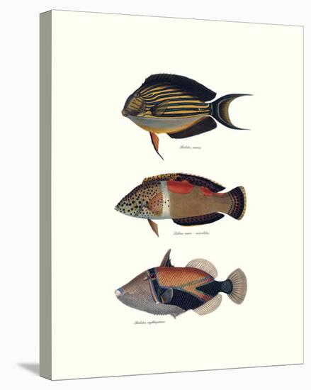 Tropical Fish IV-Georges Cuvier-Stretched Canvas