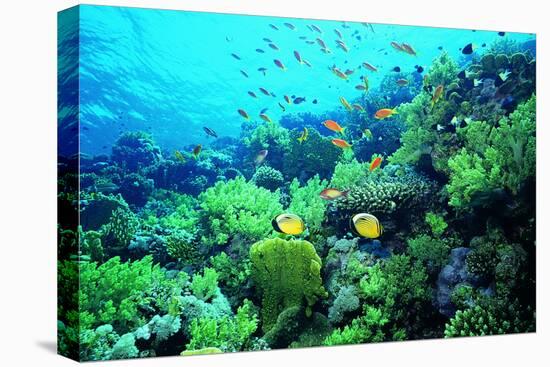 Tropical Fish Swimming over Reef-Stephen Frink-Premier Image Canvas