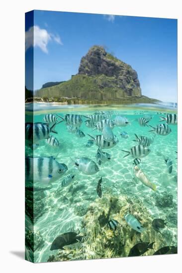 Tropical fish under the waves along the tropical coral reef, Le Morne Brabant, Mauritius-Roberto Moiola-Premier Image Canvas