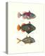 Tropical Fish-Georges Cuvier-Stretched Canvas