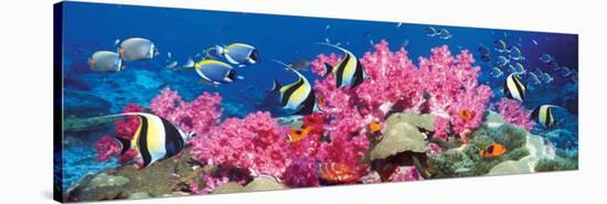 Tropical Fish-null-Stretched Canvas