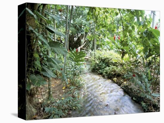 Tropical Forest, Shaw Park, Ocho Rios, Jamaica, West Indies, Central America-Sergio Pitamitz-Premier Image Canvas