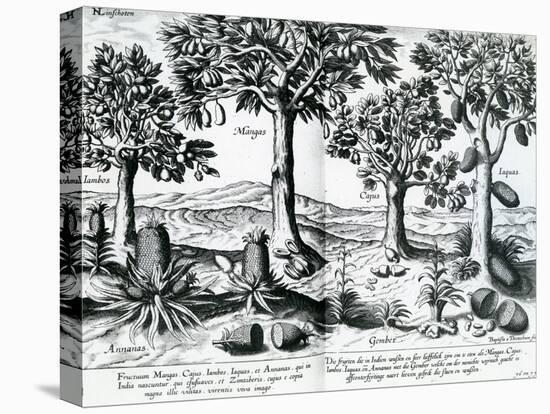 Tropical Fruit Trees, 1596-Johannes Baptista van Frueauf the Younger-Premier Image Canvas