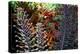 Tropical Garden-Herb Dickinson-Premier Image Canvas