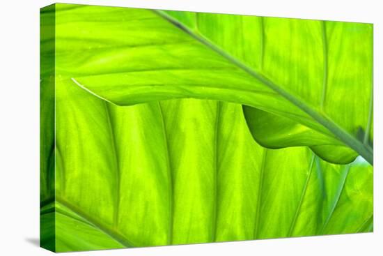 Tropical Gardens with Philodendrons-Terry Eggers-Premier Image Canvas