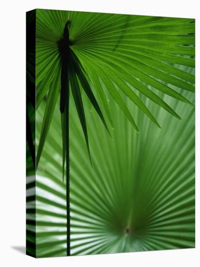 Tropical Grasses, Nadi, Viti Levu-Walter Bibikow-Premier Image Canvas