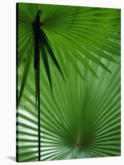 Tropical Grasses, Nadi, Viti Levu-Walter Bibikow-Premier Image Canvas