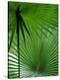 Tropical Grasses, Nadi, Viti Levu-Walter Bibikow-Premier Image Canvas