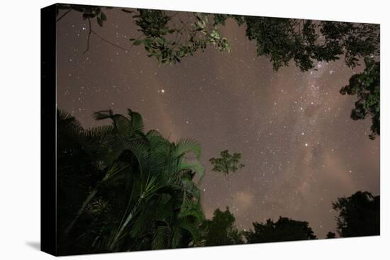 Tropical jungle foliage in Sao Paulos Ubatuba region at night-Alex Saberi-Premier Image Canvas