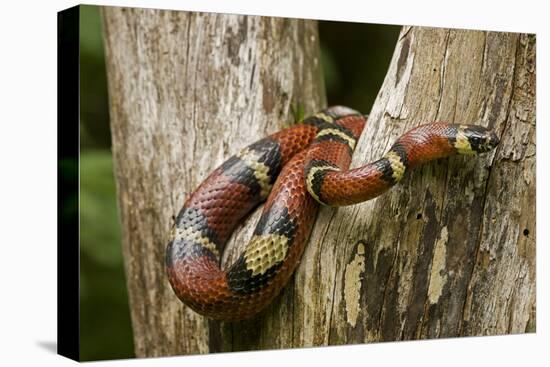 Tropical Milk Snake-null-Premier Image Canvas