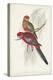 Tropical Parrots III-John Gould-Stretched Canvas