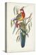 Tropical Parrots IV-John Gould-Stretched Canvas