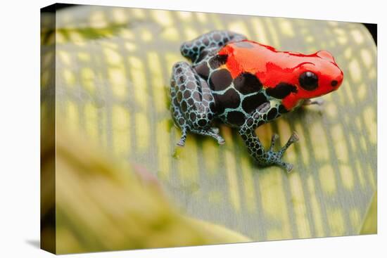 Tropical Pet Frog, Ranitomeya Amazonica-kikkerdirk-Premier Image Canvas