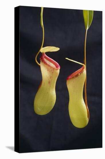 Tropical Pitcher Plant-DLILLC-Premier Image Canvas