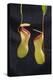 Tropical Pitcher Plant-DLILLC-Premier Image Canvas