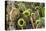 Tropical Pitcher Plants (Nepenthes Spp, Malaysia-Michael Nolan-Premier Image Canvas