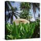 Tropical Plants and Traditional Parasols-null-Premier Image Canvas