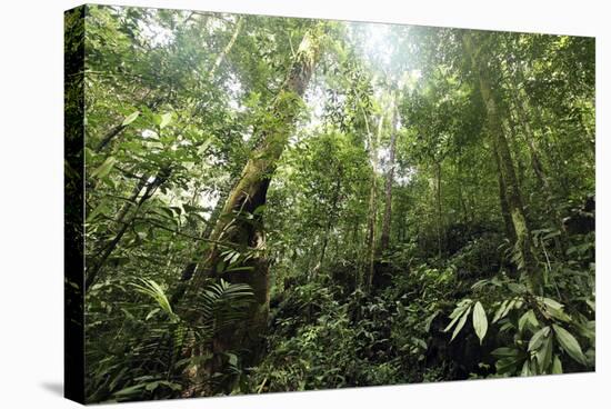 Tropical Rainforest, Borneo-Robbie Shone-Premier Image Canvas