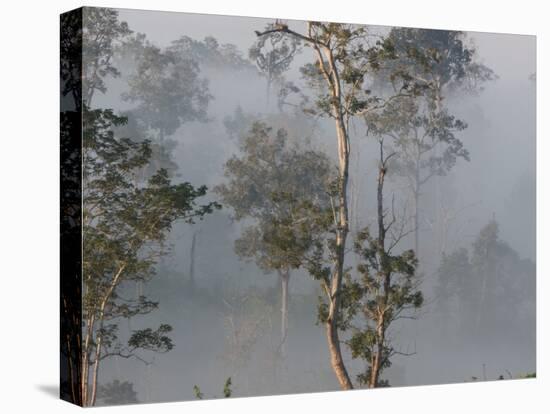 Tropical Rainforest on the Border of Burma and Thailand-Gavriel Jecan-Premier Image Canvas