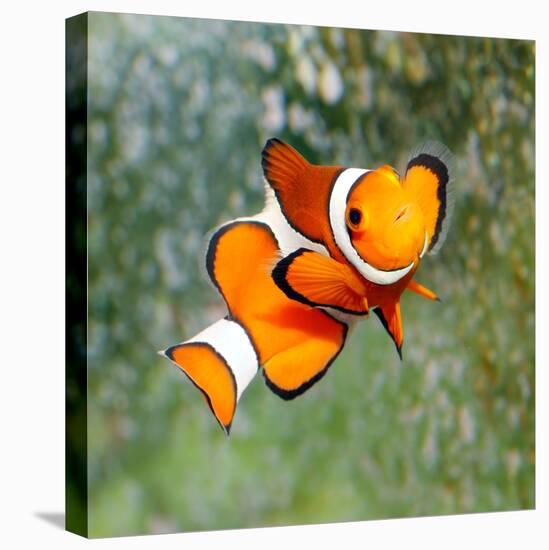 Tropical Reef Fish - Clownfish (Amphiprion Ocellaris) Macro With Shallow Dof-Kletr-Premier Image Canvas