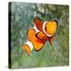Tropical Reef Fish - Clownfish (Amphiprion Ocellaris) Macro With Shallow Dof-Kletr-Premier Image Canvas