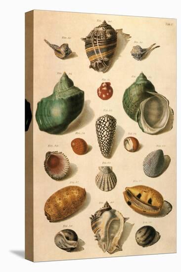 Tropical Seashells-Franz Michael Regenfus Regenfuss-Premier Image Canvas