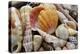 Tropical shell still-life-Savanah Plank-Premier Image Canvas