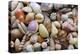 Tropical shell still-life-Savanah Plank-Premier Image Canvas