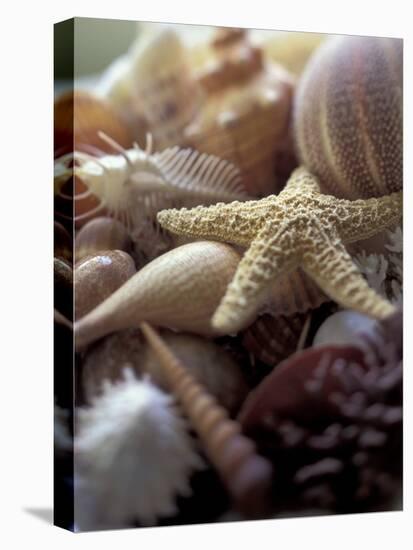 Tropical Shells-Michele Westmorland-Premier Image Canvas
