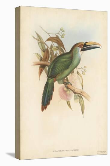 Tropical Toucans I-John Gould-Stretched Canvas