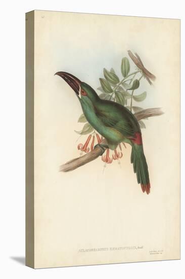 Tropical Toucans II-John Gould-Stretched Canvas