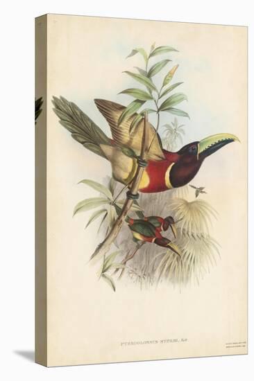 Tropical Toucans III-John Gould-Stretched Canvas