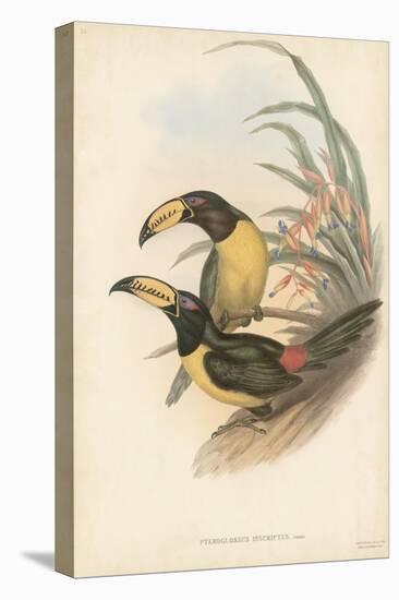 Tropical Toucans IV-John Gould-Stretched Canvas
